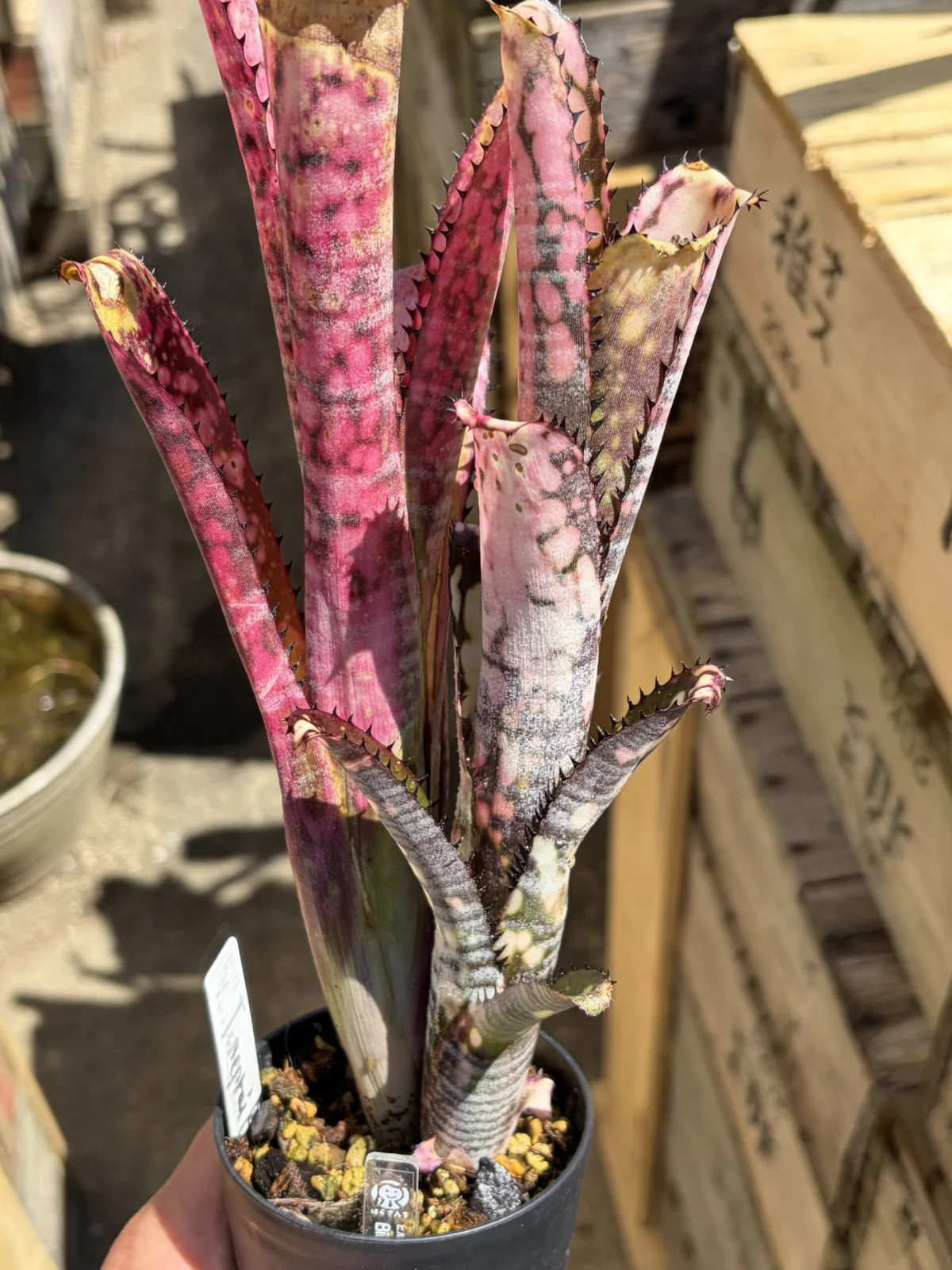 ビルベルギア　トンプライ　ビッグスプリング