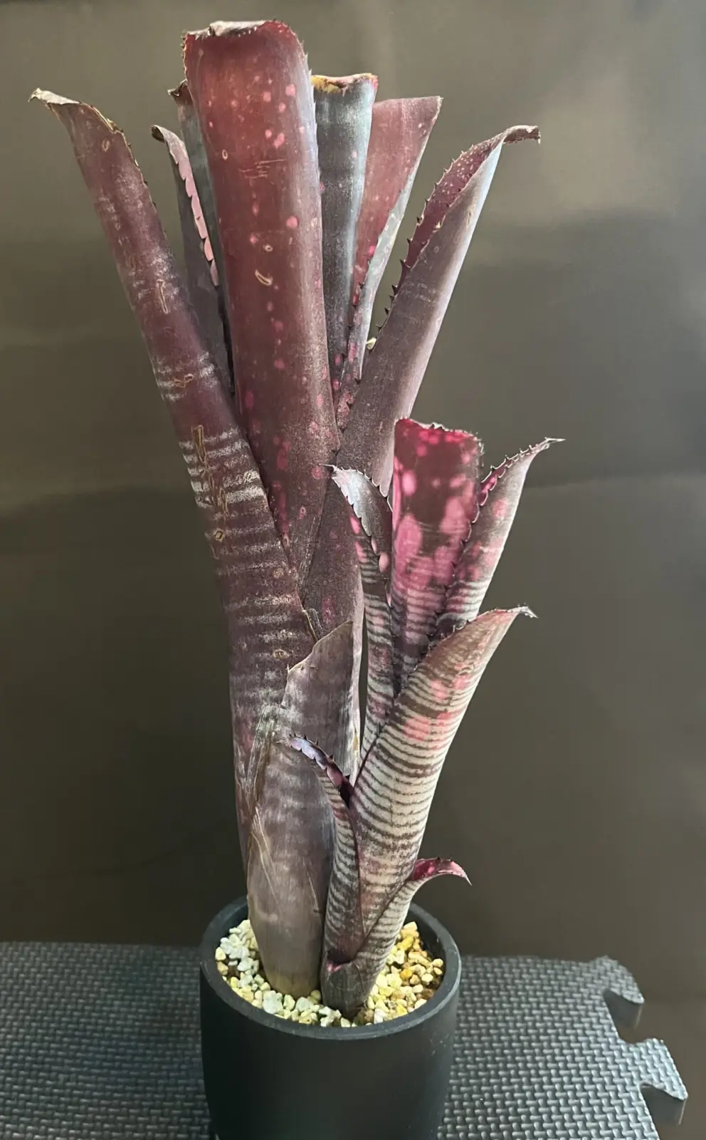 ビルベルギア　スモークスタック　