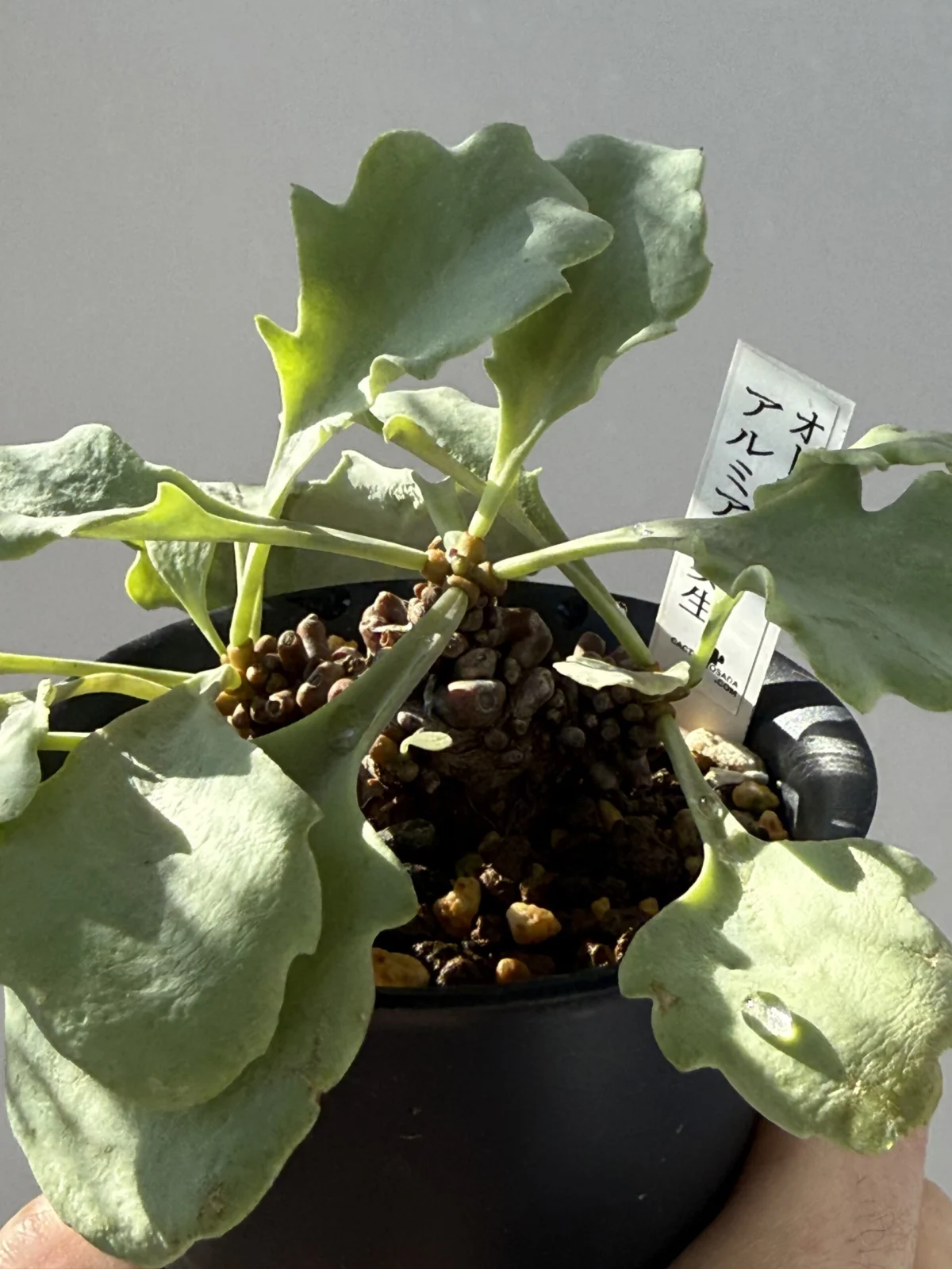 オトンナ アルミアナ