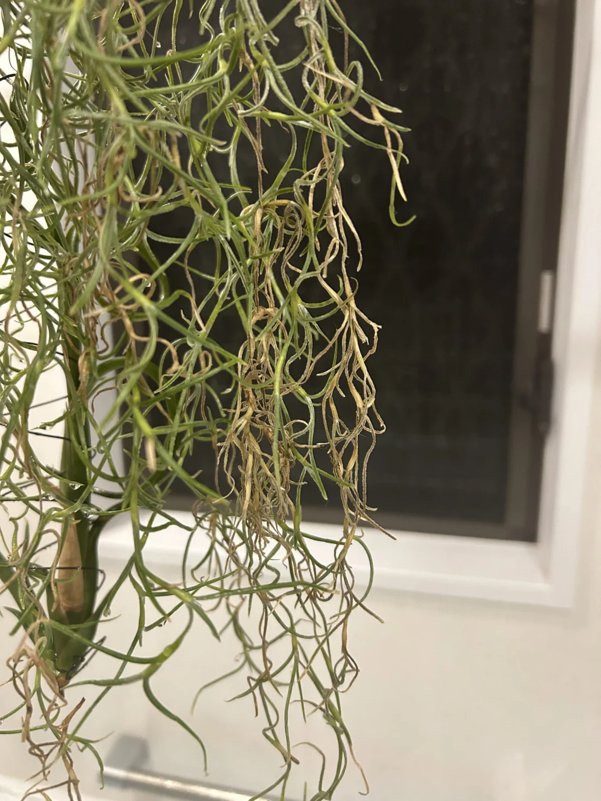 ティランジア ウスネオイデス 枯れ