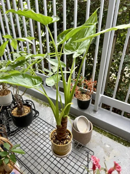 アロカシア　ククラータ　クワズイモ　IKEA