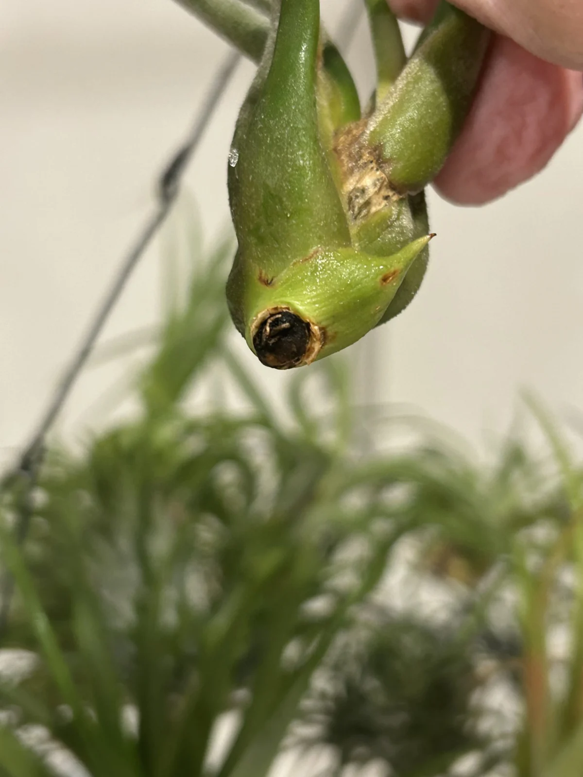 ティランジア　不明