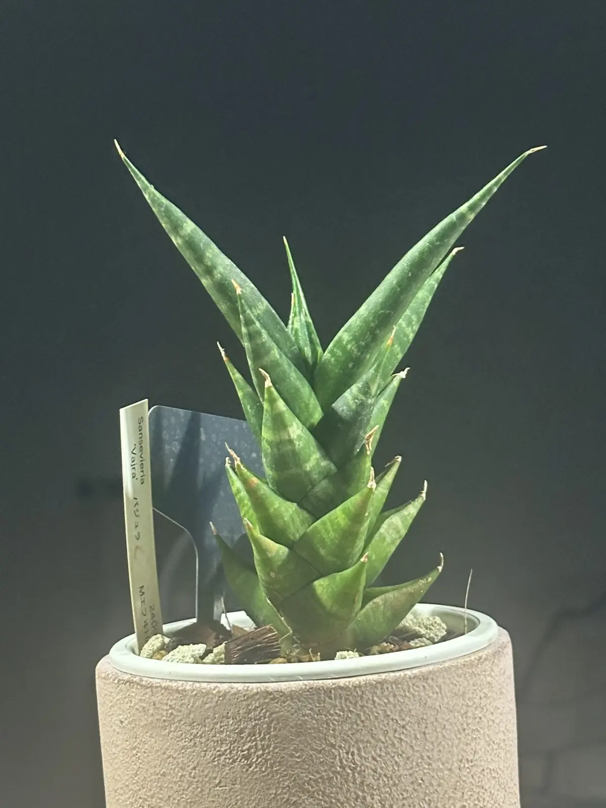 サンスベリア　バジュラ