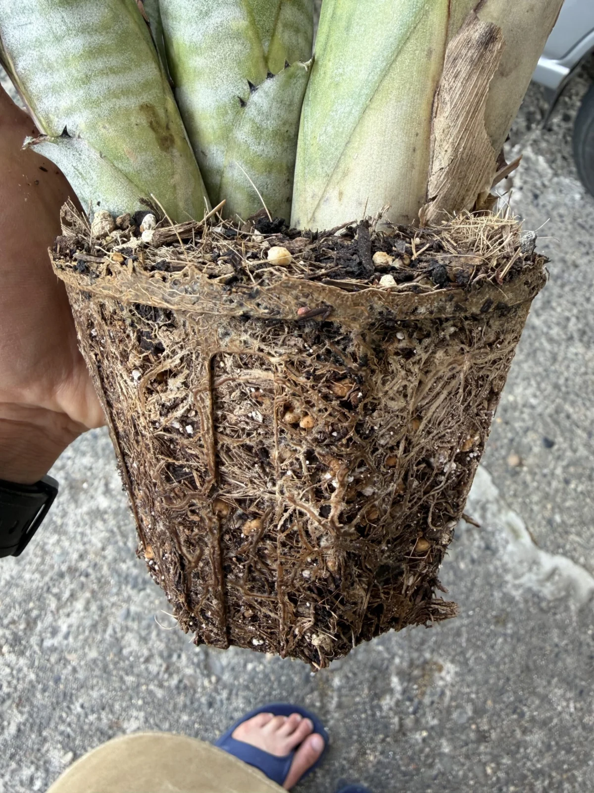 ビルベルギア　根っこ　ココメディア