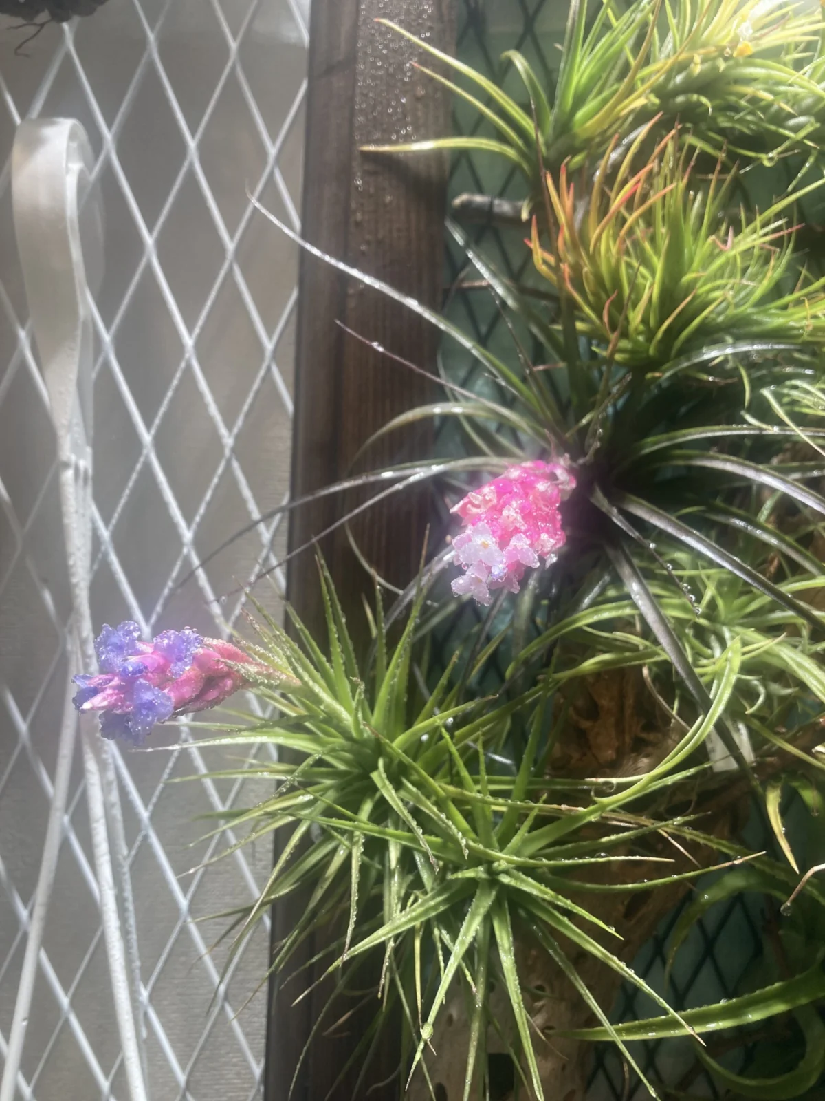 ティランジア　般若箱　花