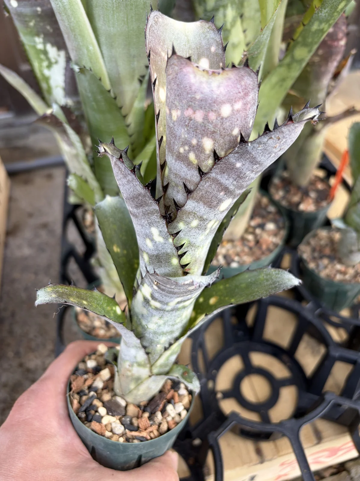 ビルベルギア　カハカイ