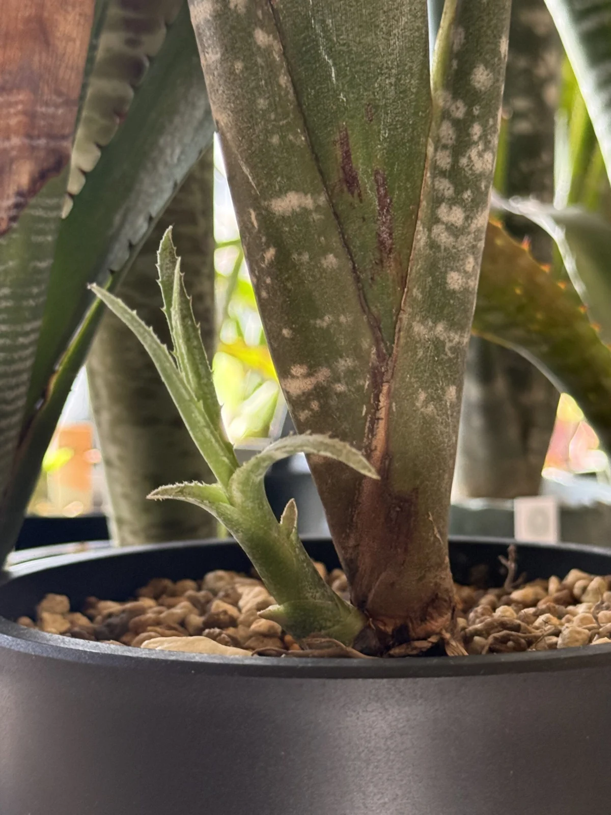 ビルベルギア ロゼア 、、、？