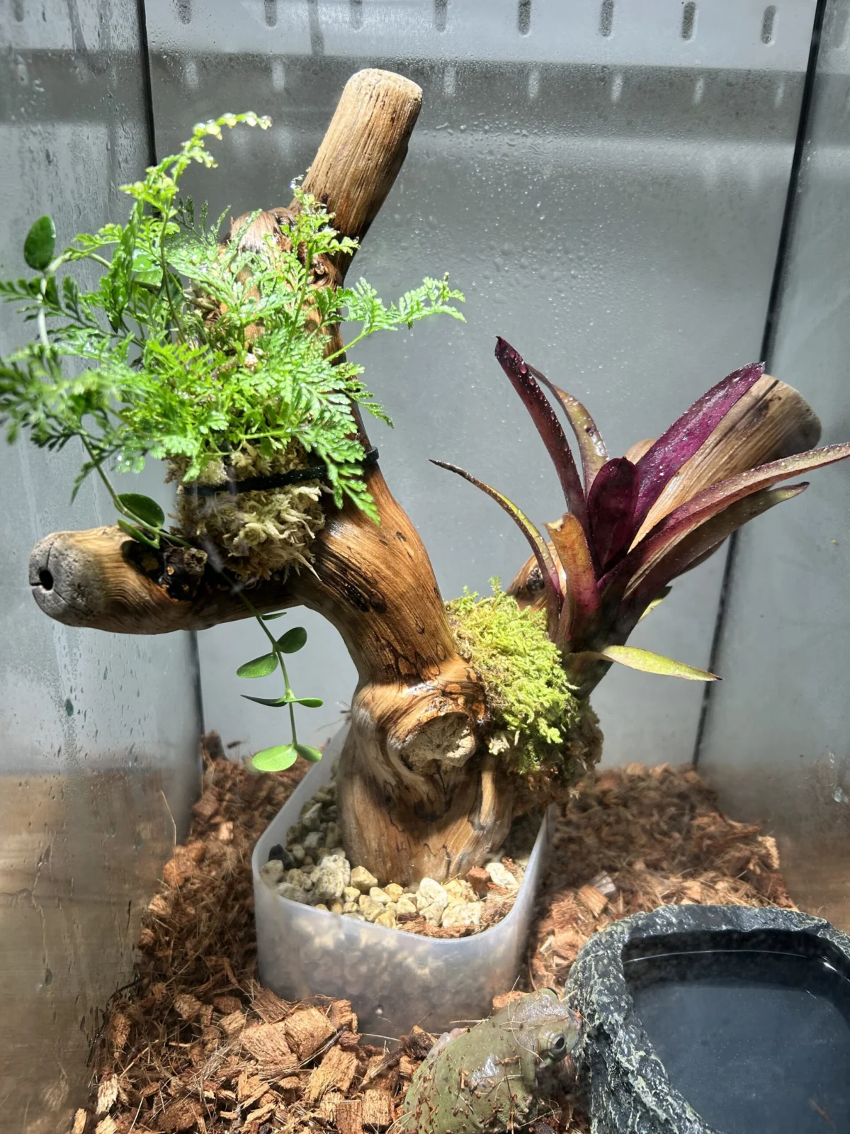 札落ちネオレゲリア　ダバリア　流木付け