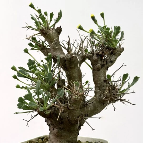 オトンナ　ユーフォルビオイデス　黒鬼城　塊根植物