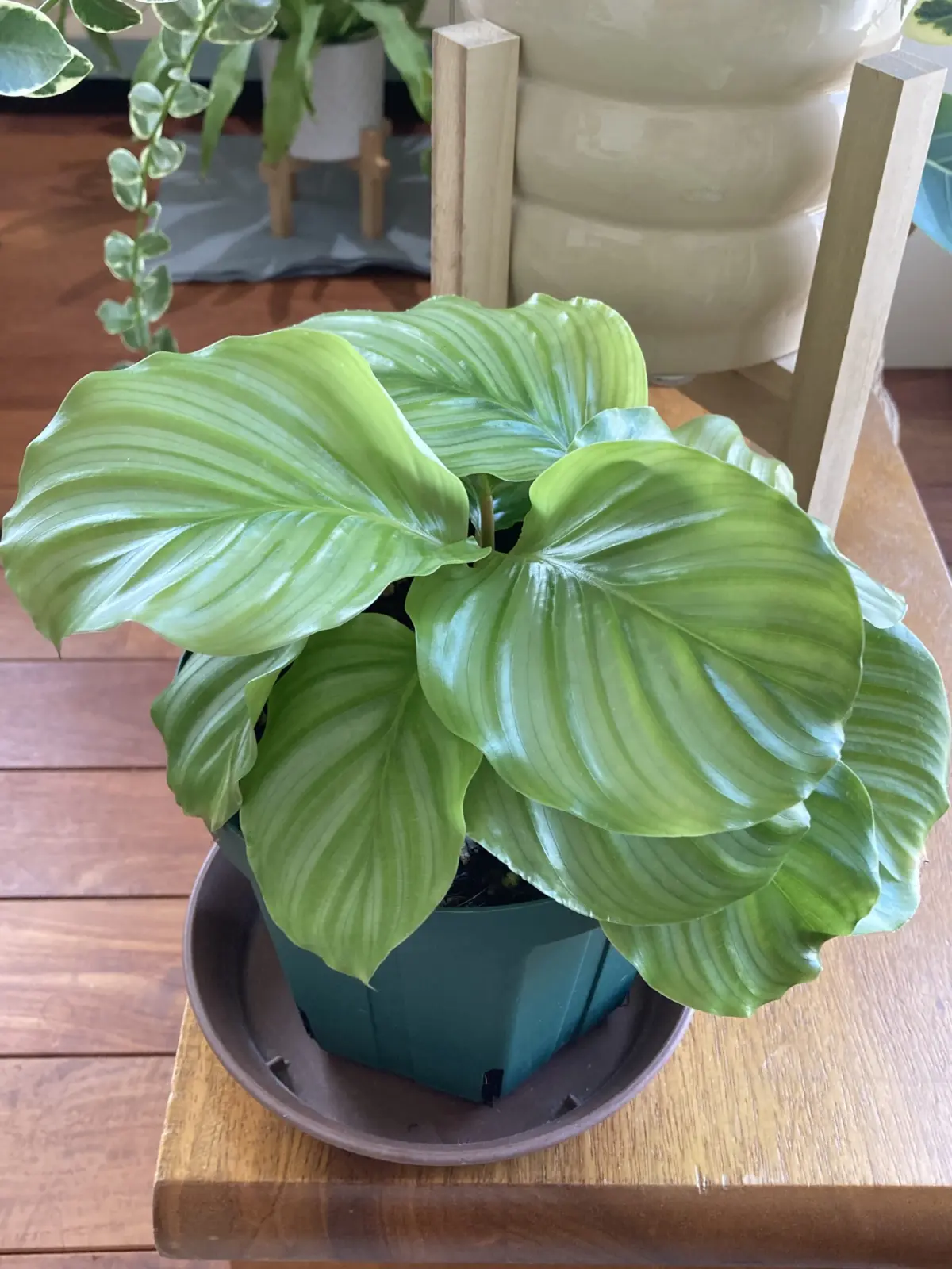 カラテア オルビフォリア