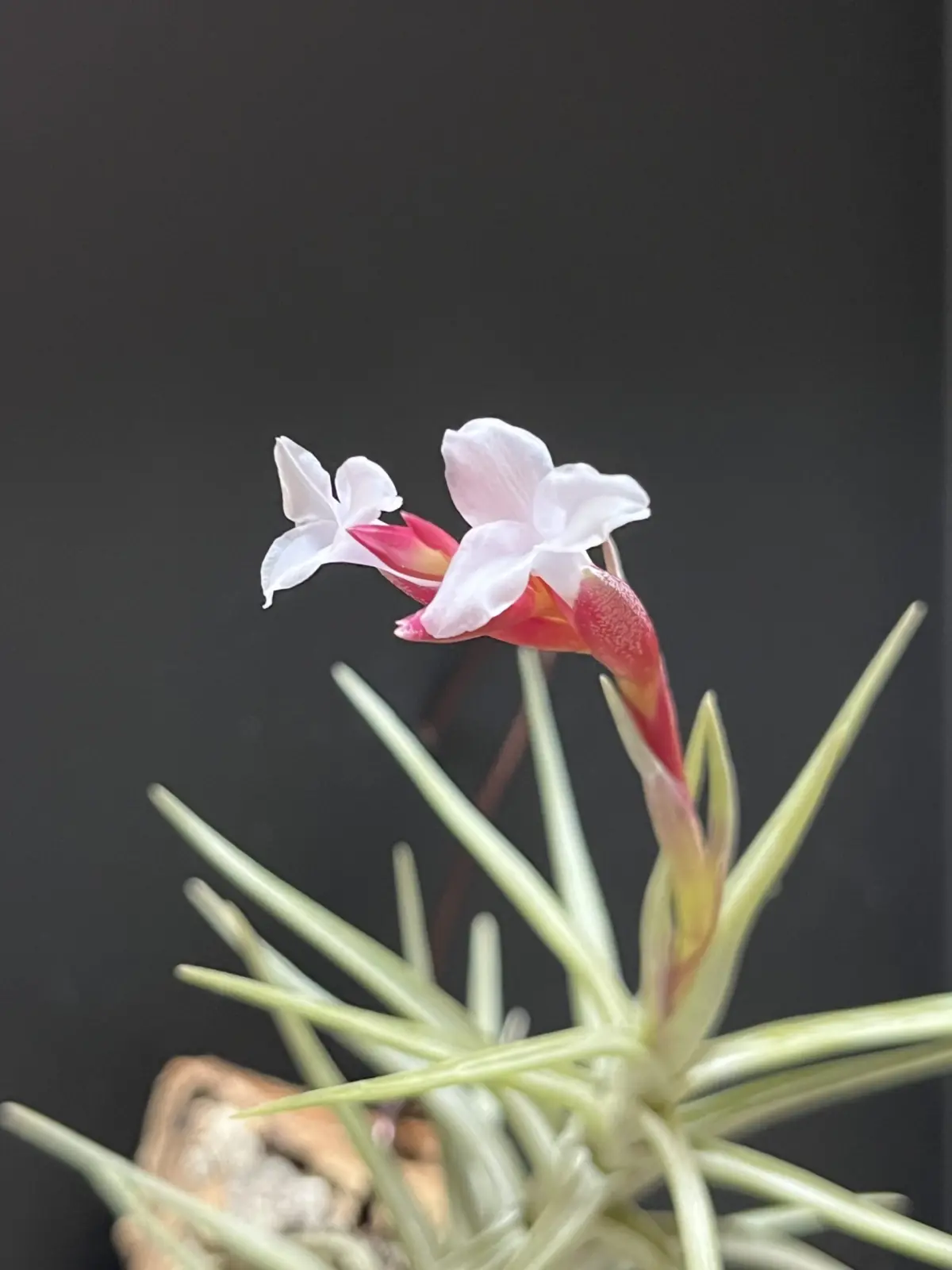 ティランジア ココエンシス 花