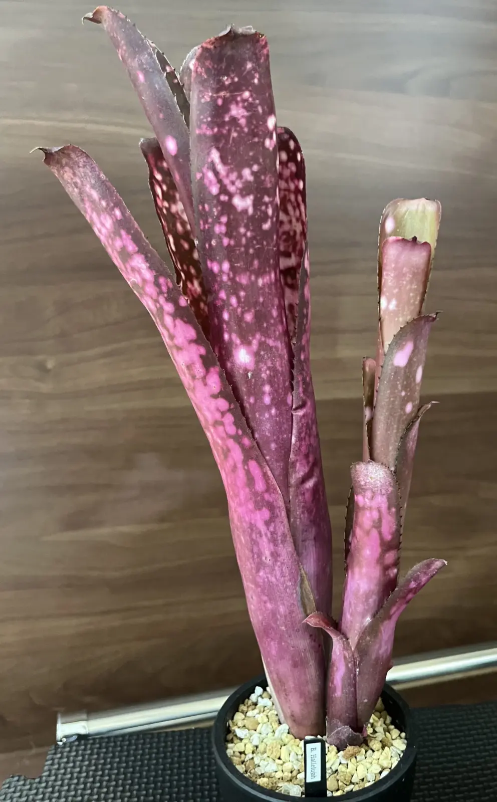 ビルベルギア　ハレルヤ