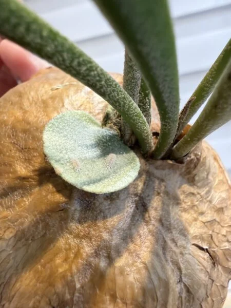 ビカクシダ　ネザーランド　害虫　カイガラムシ