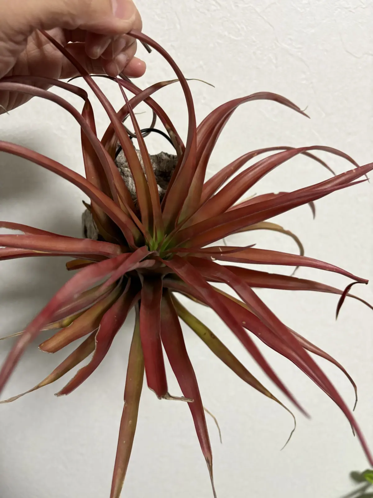 ティランジア　札落ち