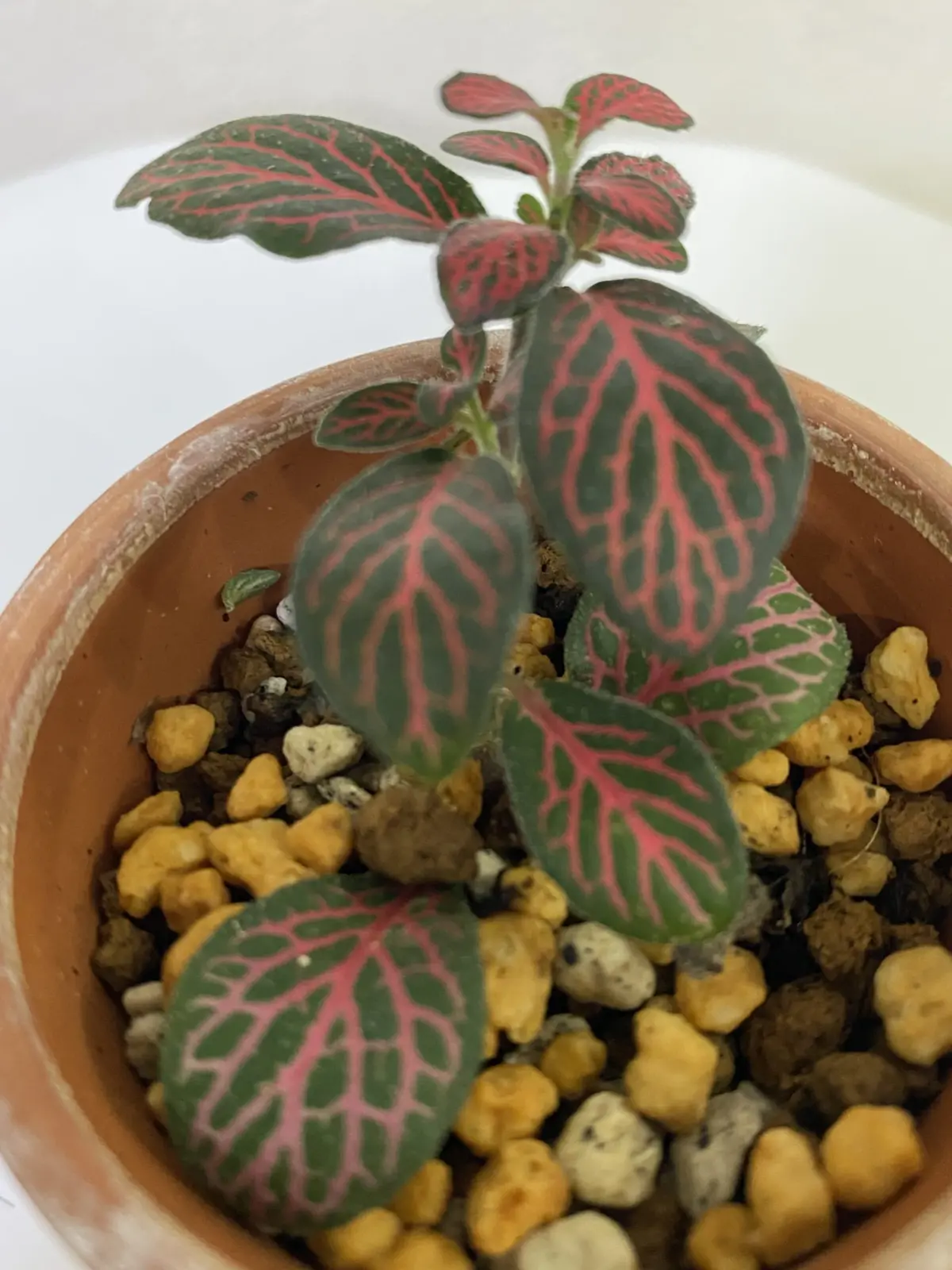 フィットニア ホムセン