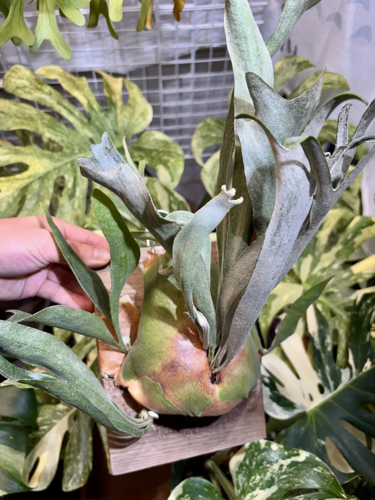 ビカクシダ　写楽