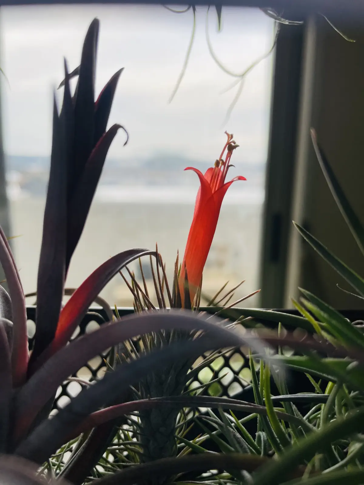 ティランジア　フンキアナ　開花