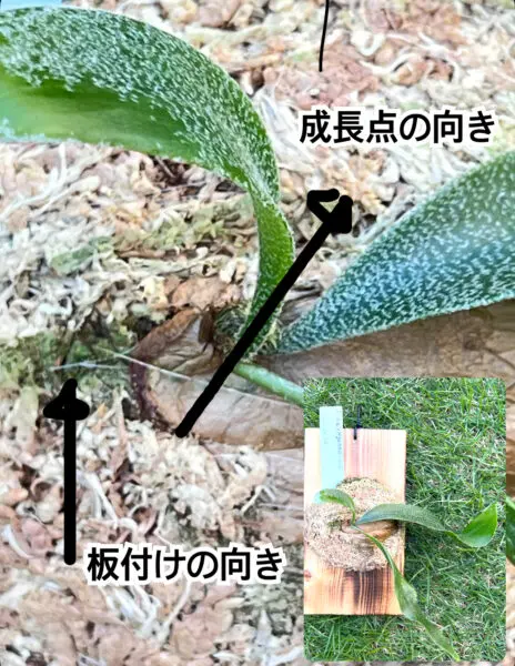 ビカクシダ ゲイシャ 成長点 向き調整前