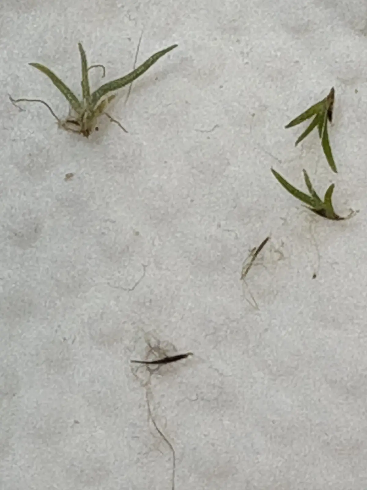 ウスネオイデス タネ