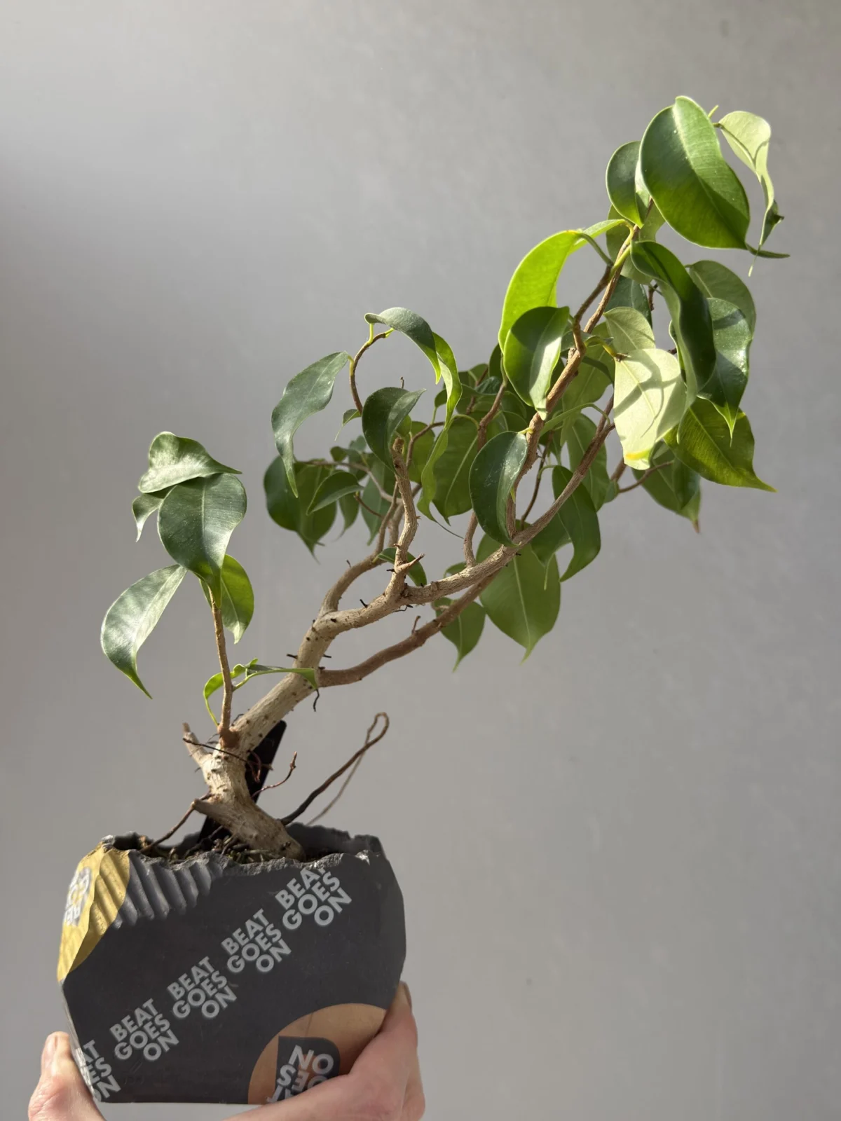 フィカス ウィアンディ