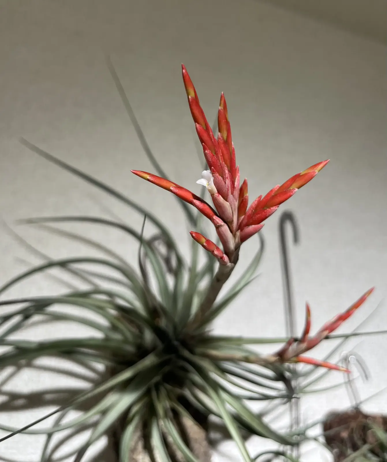 ティランジア　エスピノーサ　花