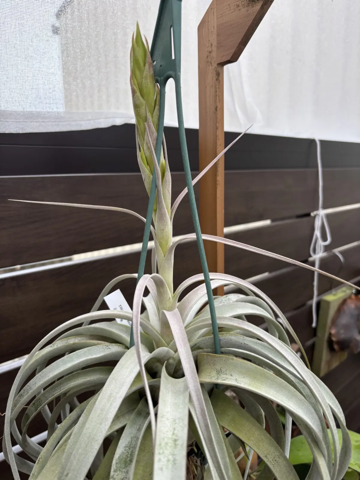 ティランジア　キセログラフィカ　花序　③