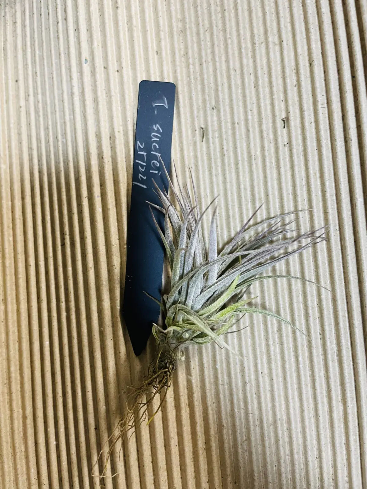 ティランジア　スークレイ