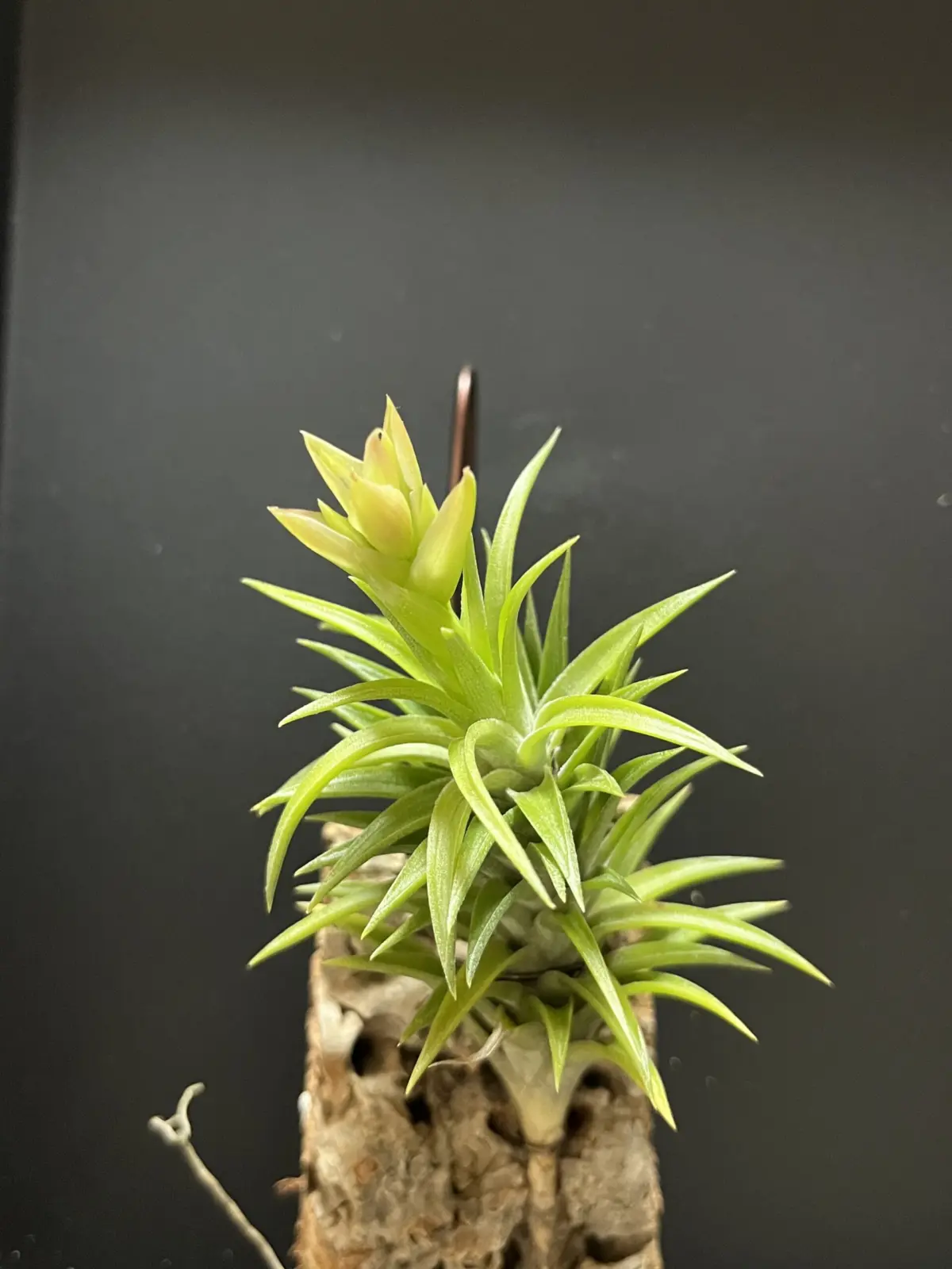 ティランジア ネグレクタ 小さいやつ