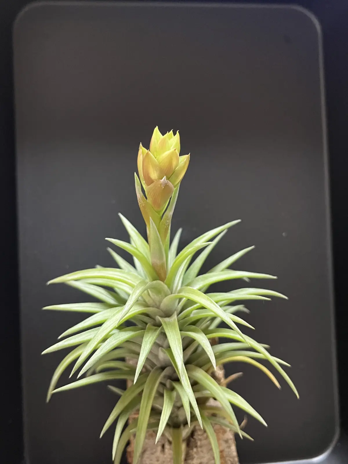 ティランジア ネグレクタ