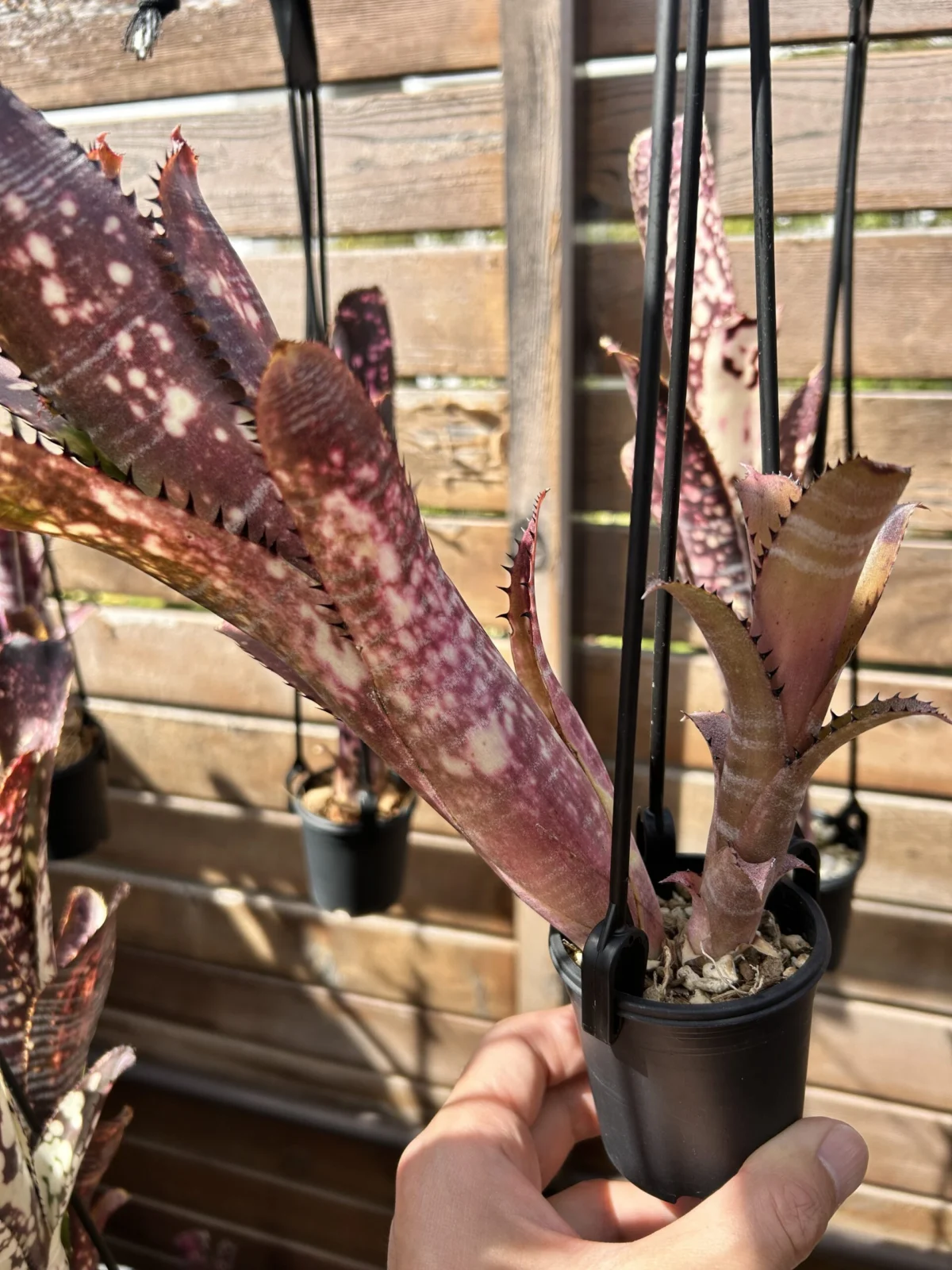 ビルベルギア　トンプライ　ファンラン