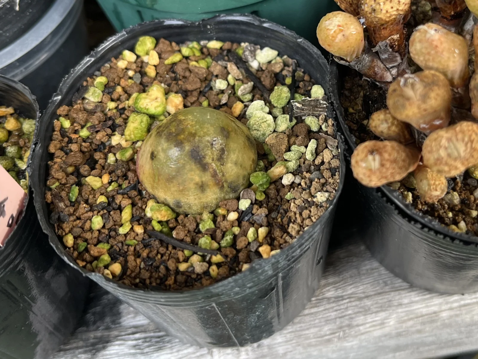 多肉植物 コノフィツム ブルゲリ