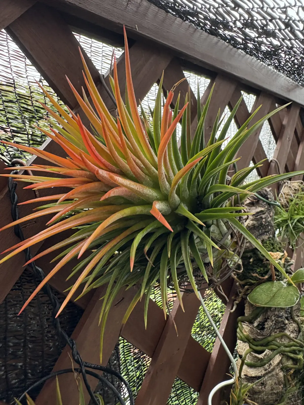 ティランジア　謎ナンタ　札落ち