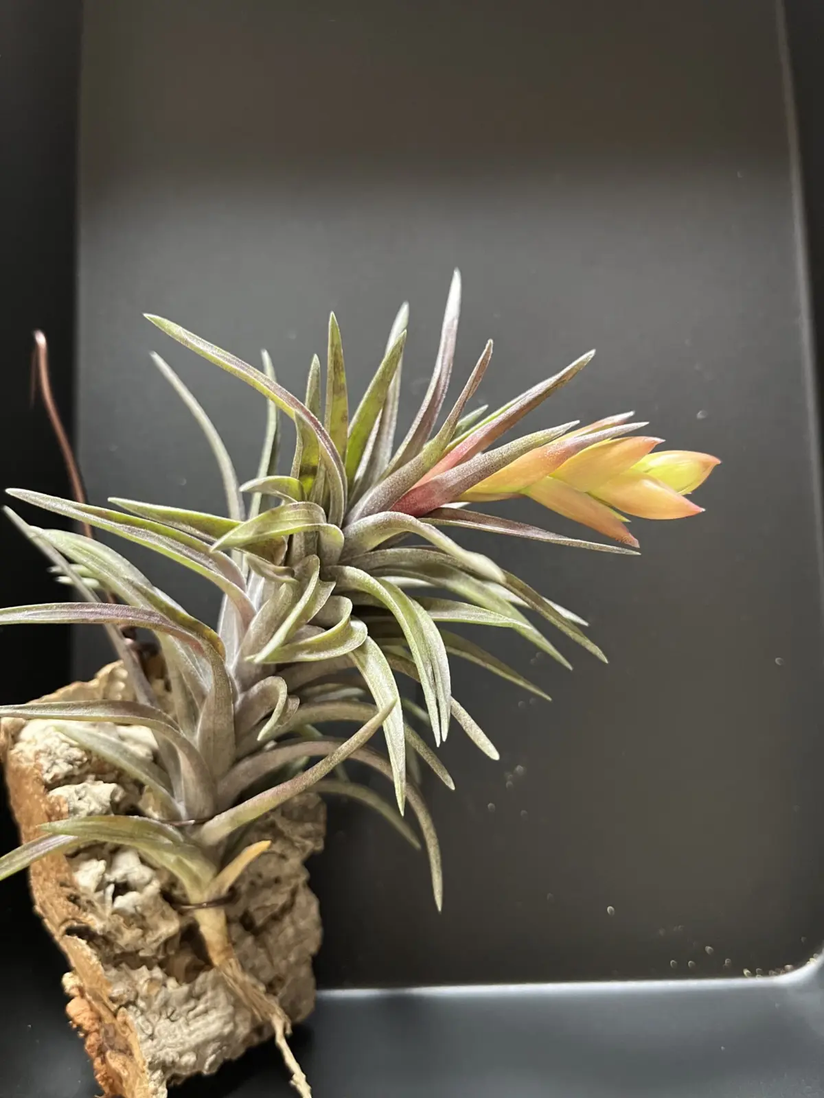 ティランジア ネグレクタ ルブラ