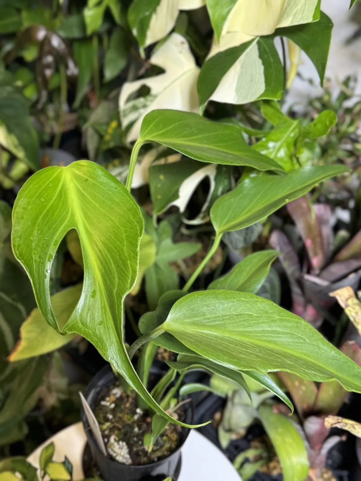 モンステラ　バールマルクスフレーム