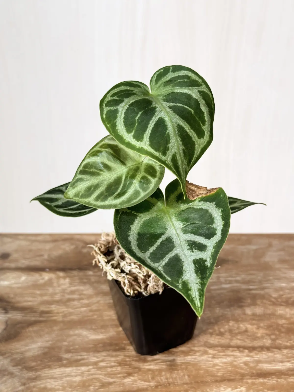 アンスリウム　ドラヤキ