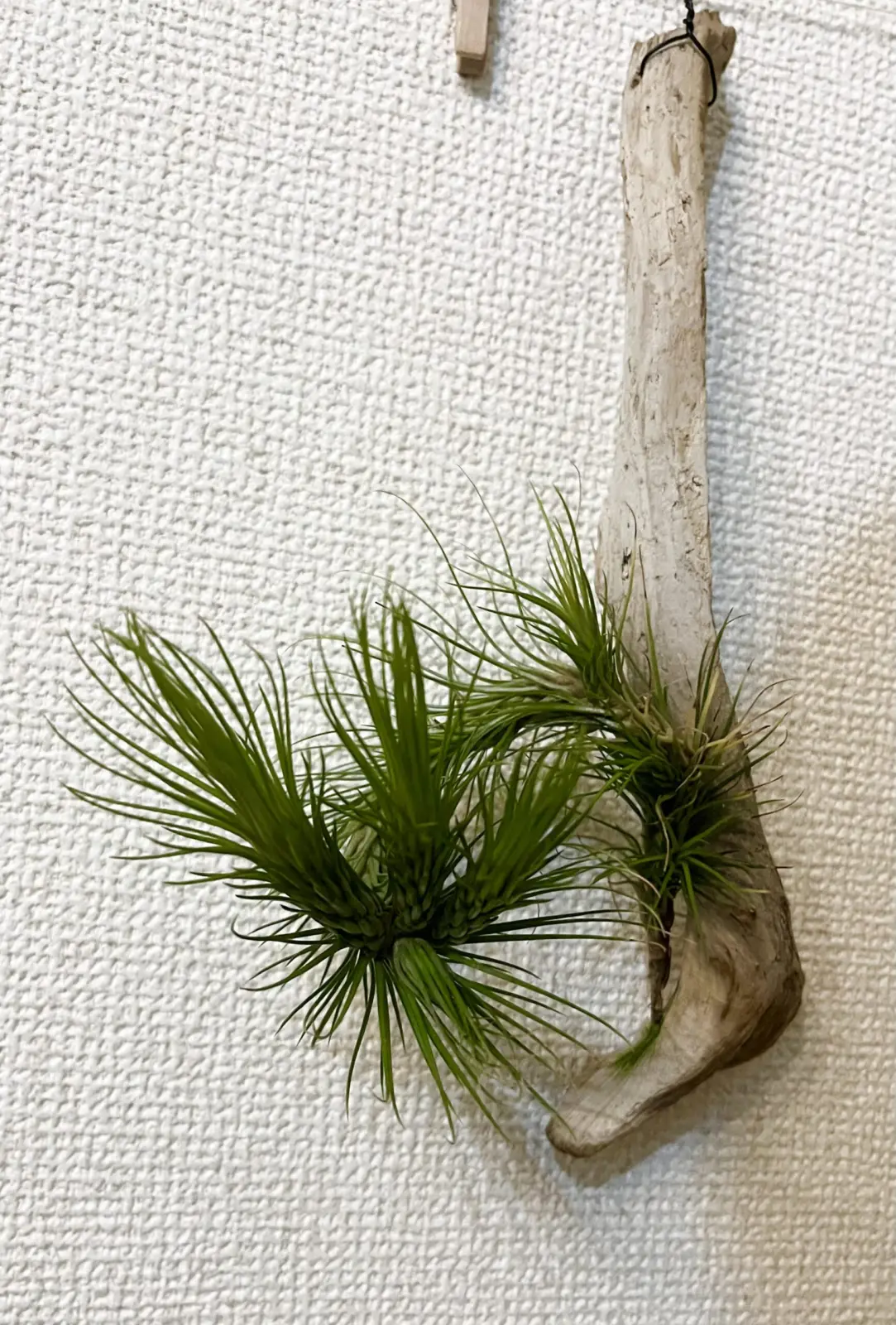 ティランジア　フンキアナ