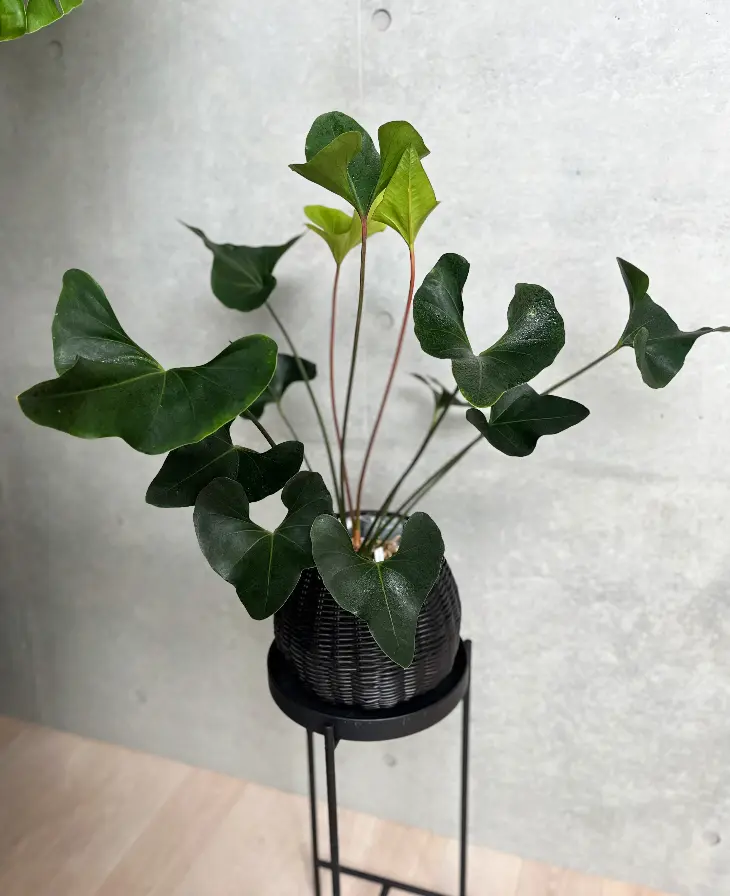 アンスリウム,アロー