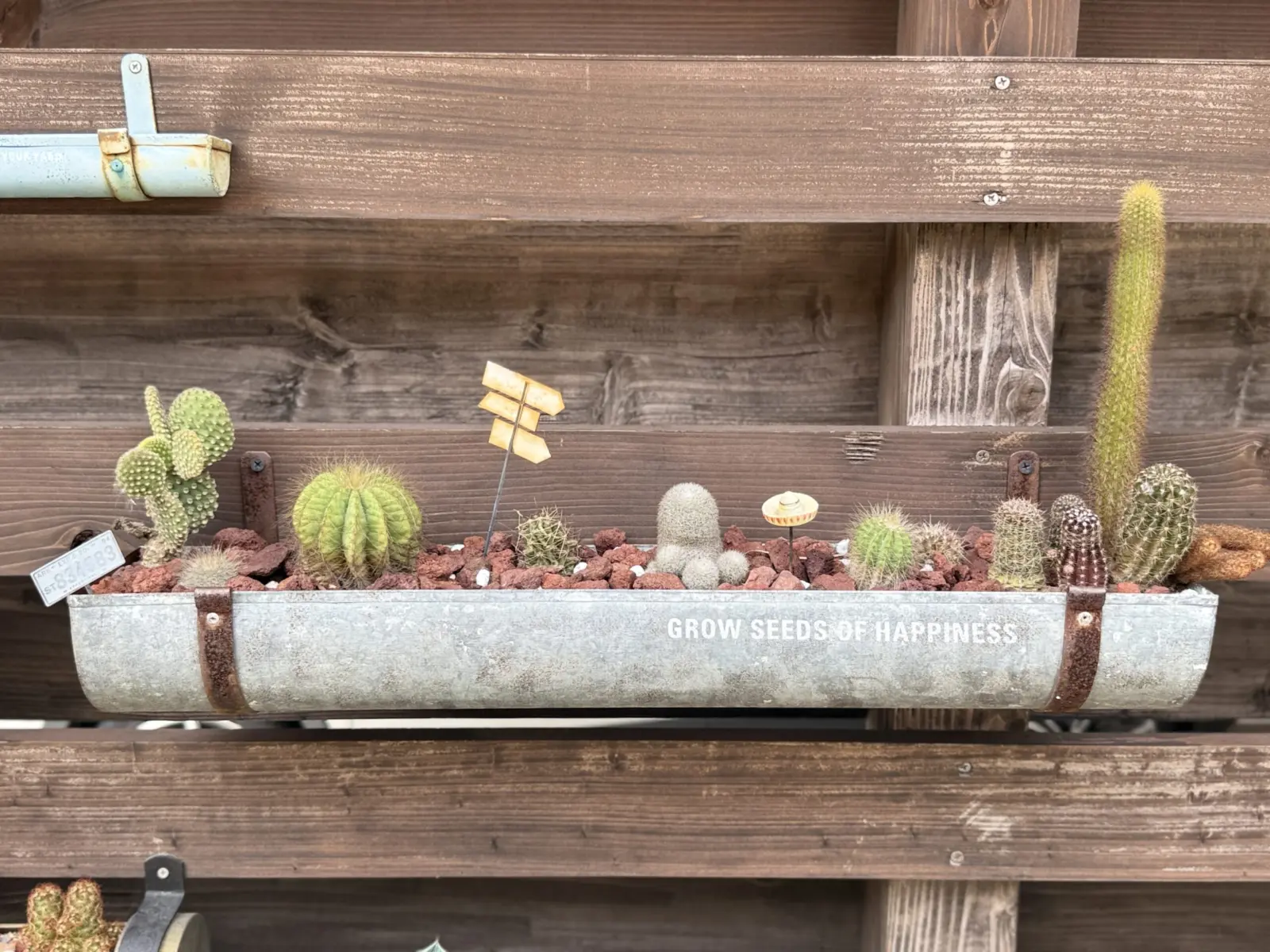 サボテン　札落ち　100均