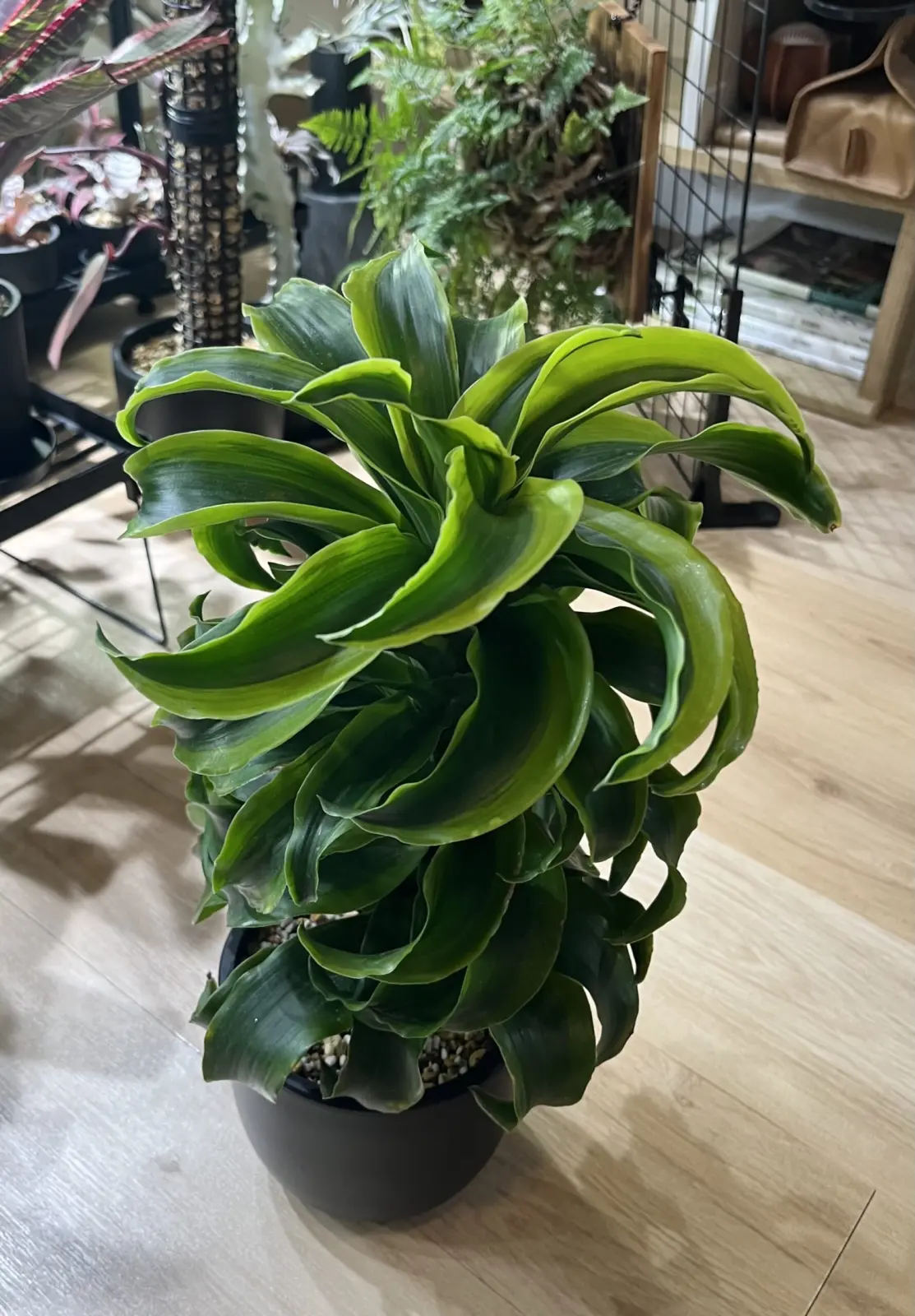 ドラセナ　トルネード　斑入り