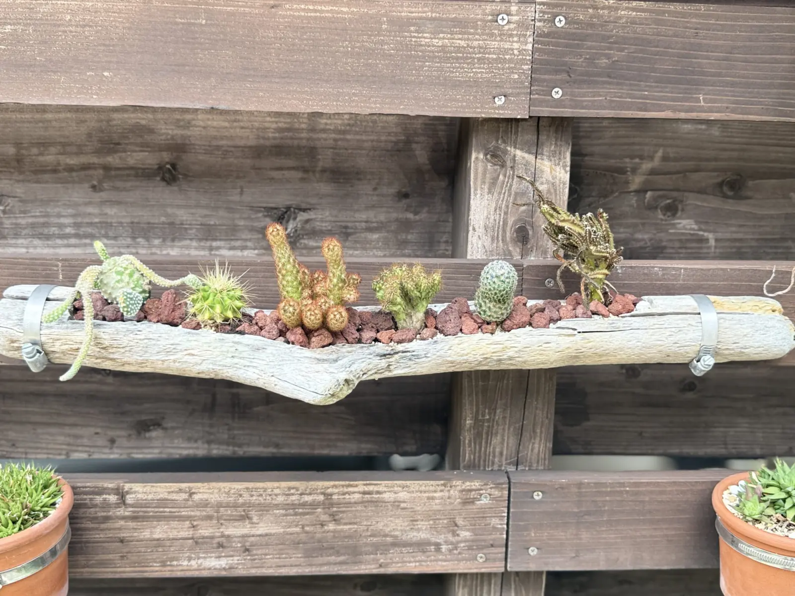 サボテン　札落ち　100均　流木
