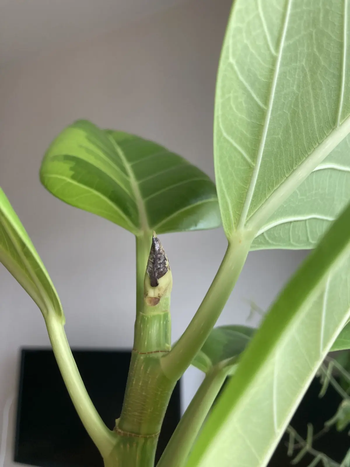 フィカス アルテシマ