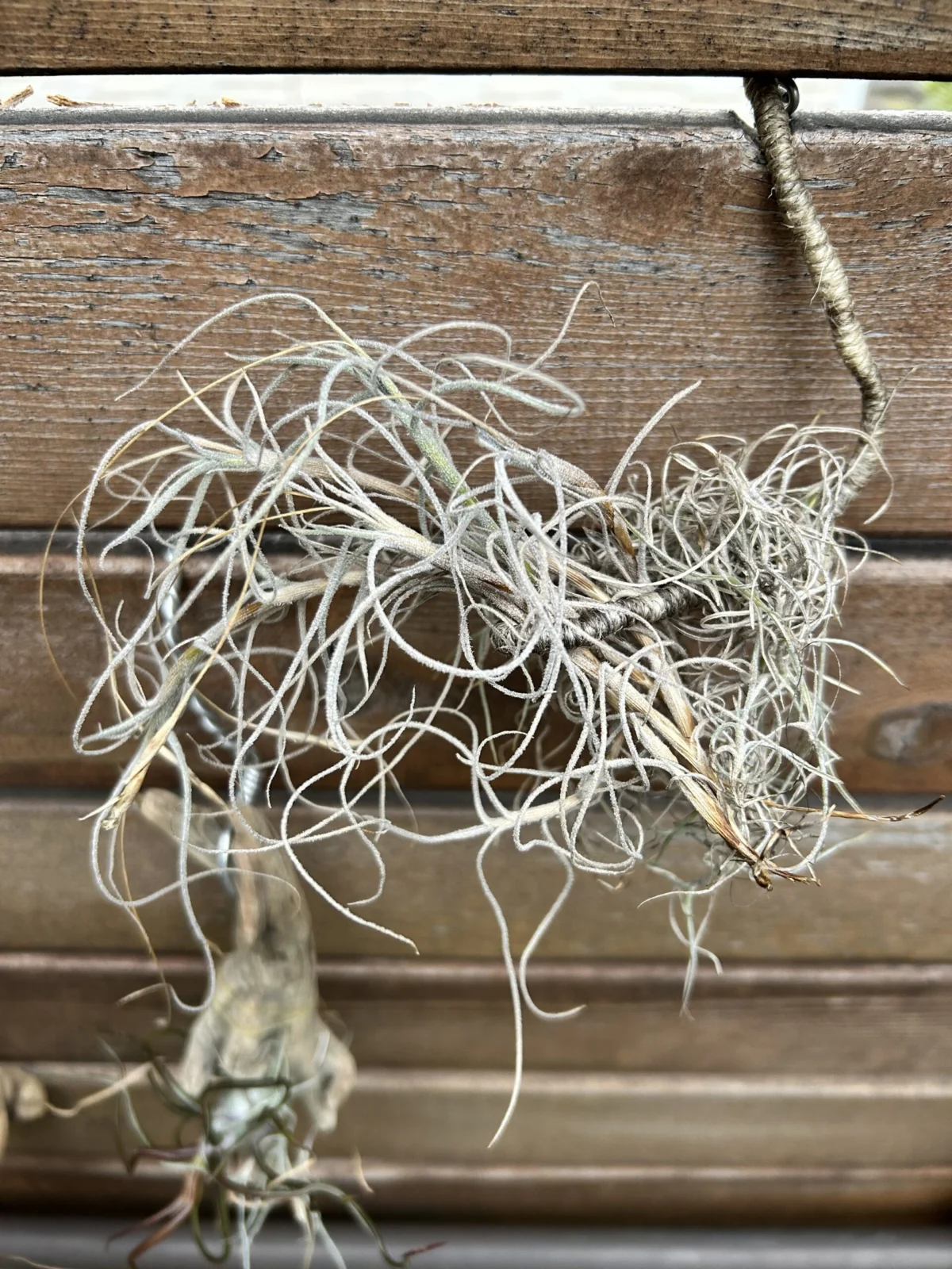 ティランジア　マレモンティ