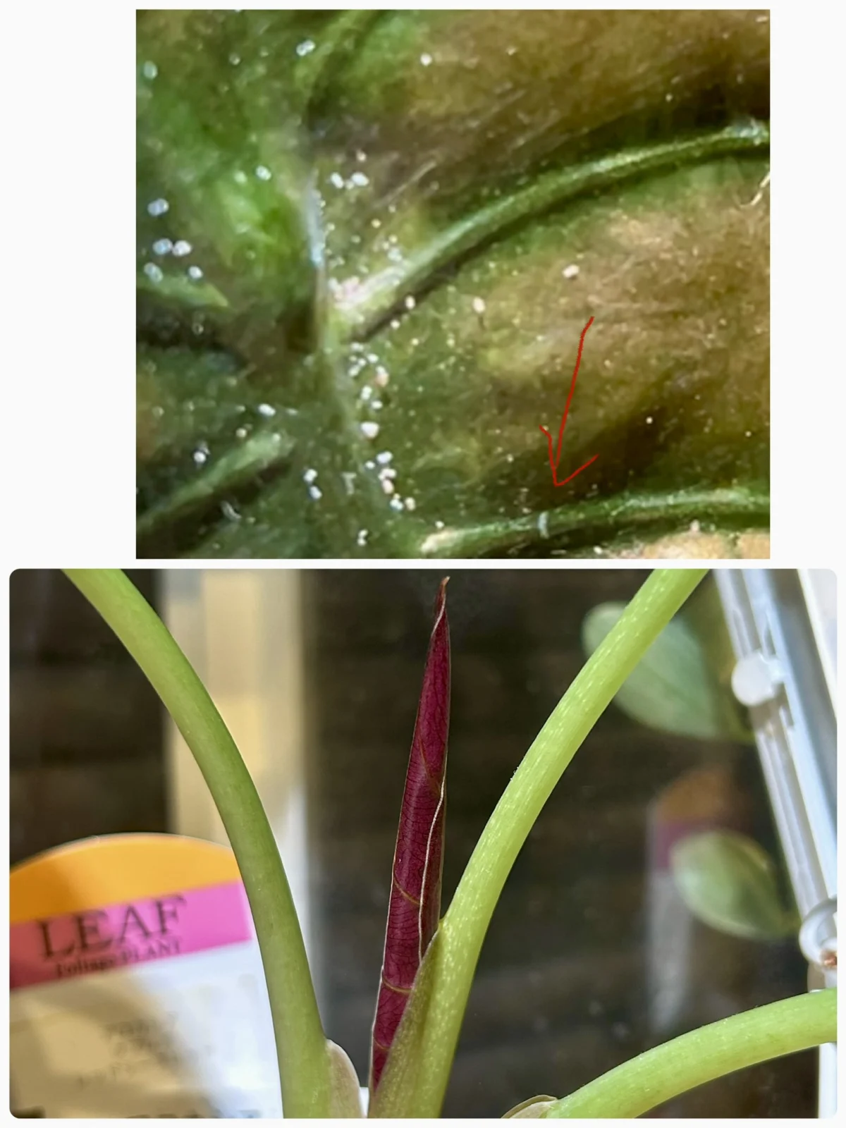 アロカシア　クプレア