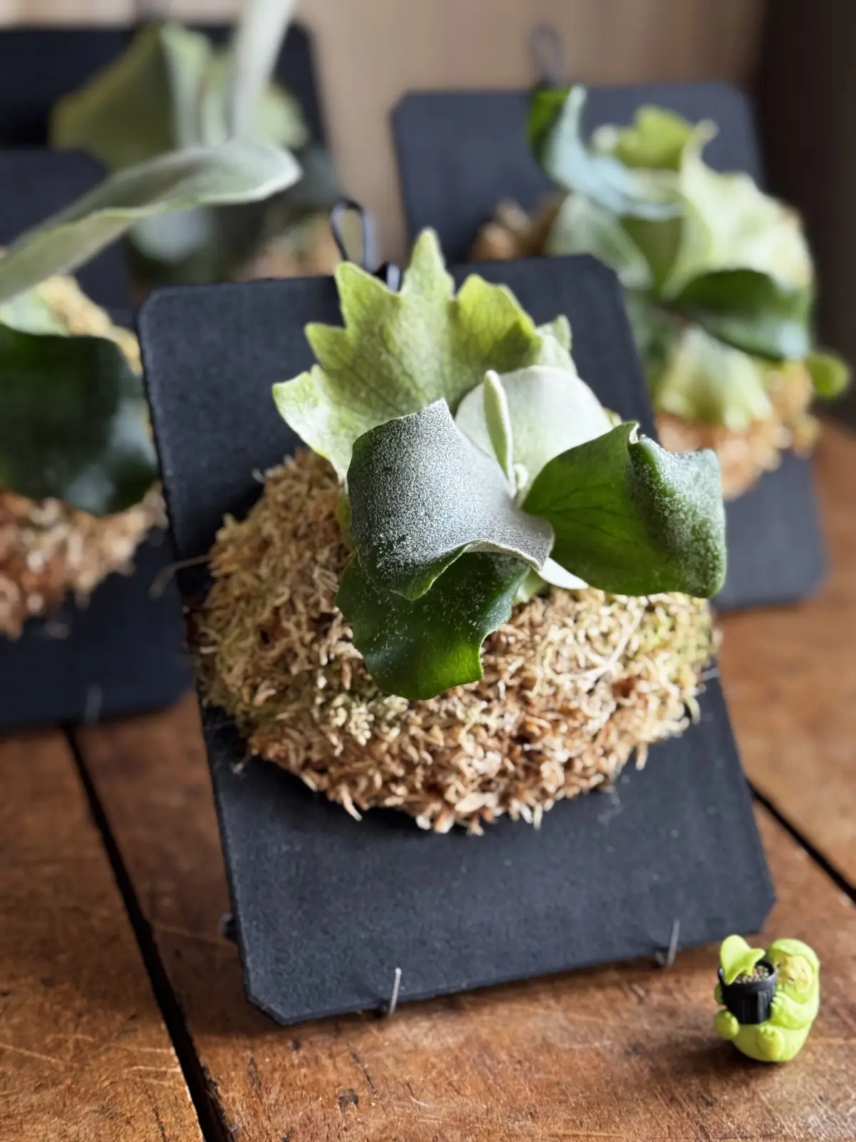 ビカクシダ　胞子培養　