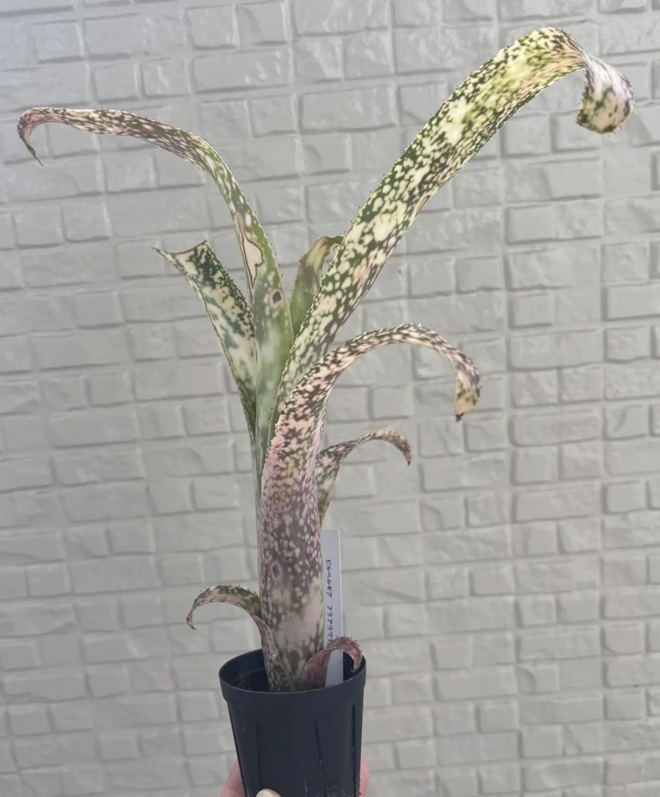 ビルベルギア　フラアウワナ