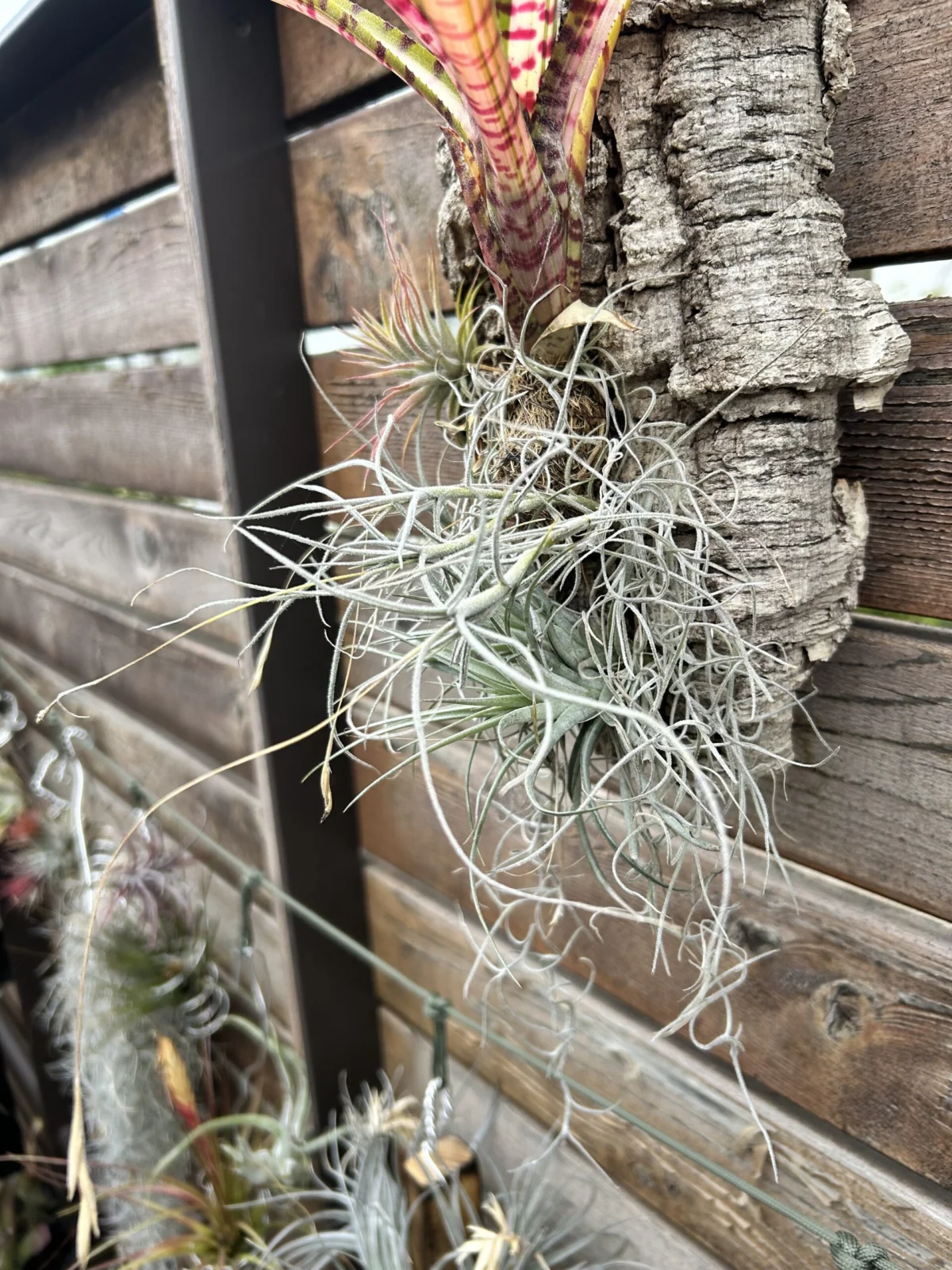 ティランジア　マレモンティ