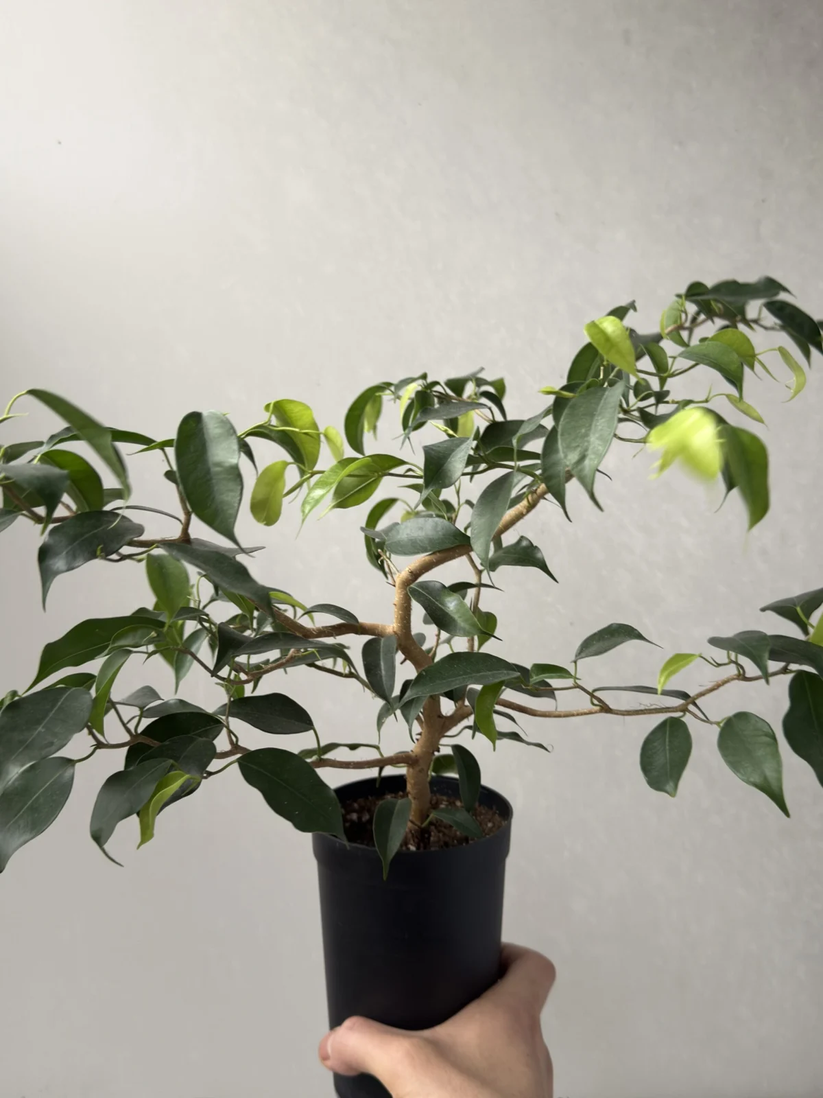 フィカス ウィアンディ