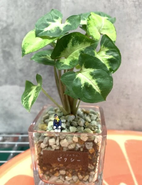 シンゴニウム ピクシー?