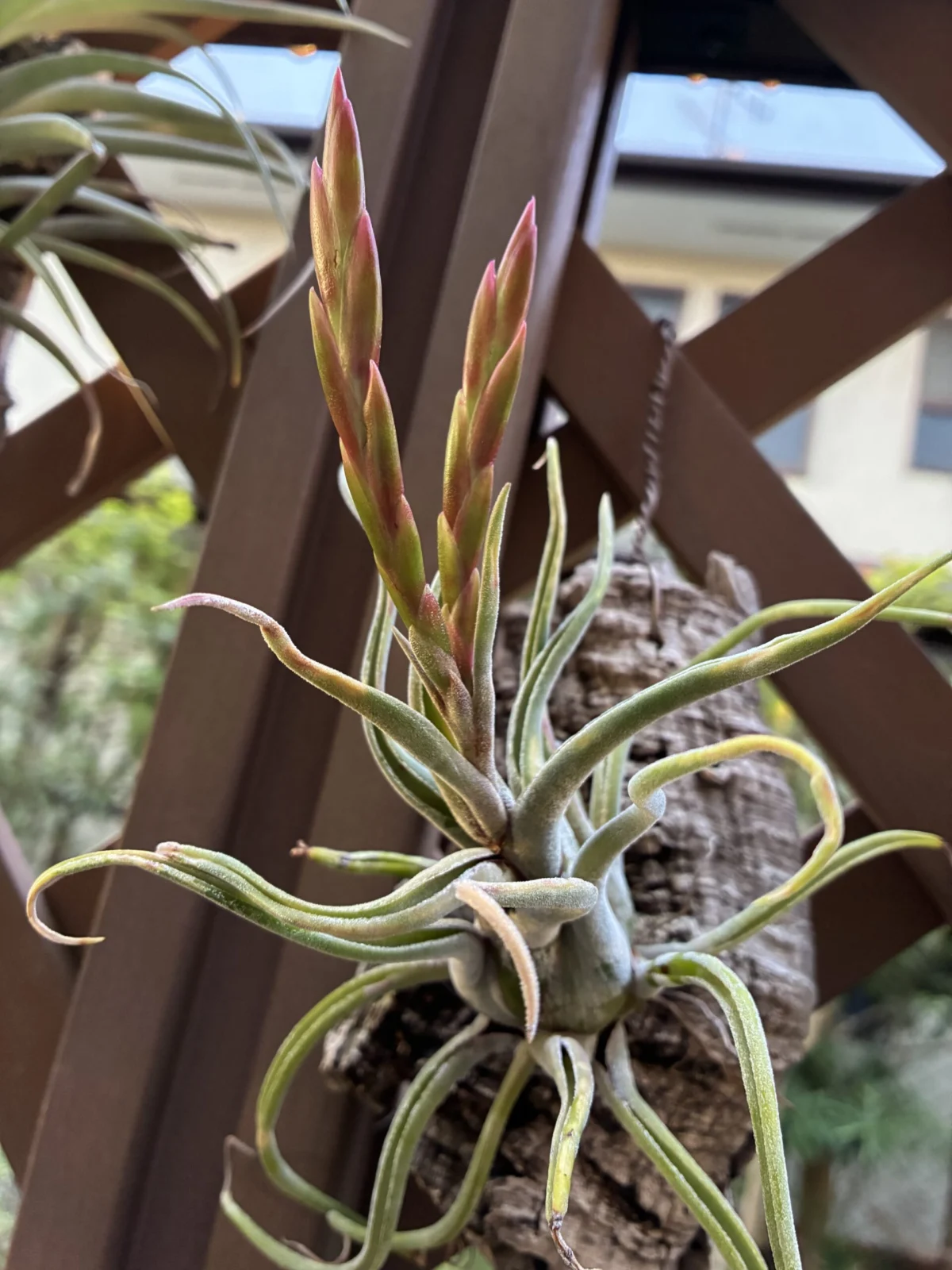 ティランジア　カプトメデューサ