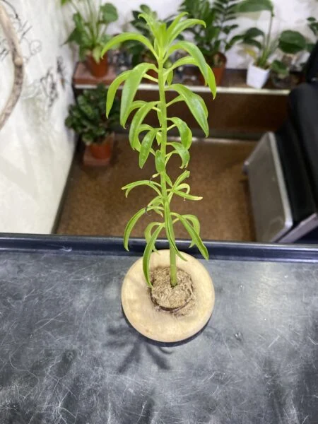 多肉植物　セネシオ・エンジェルウィングス　100均